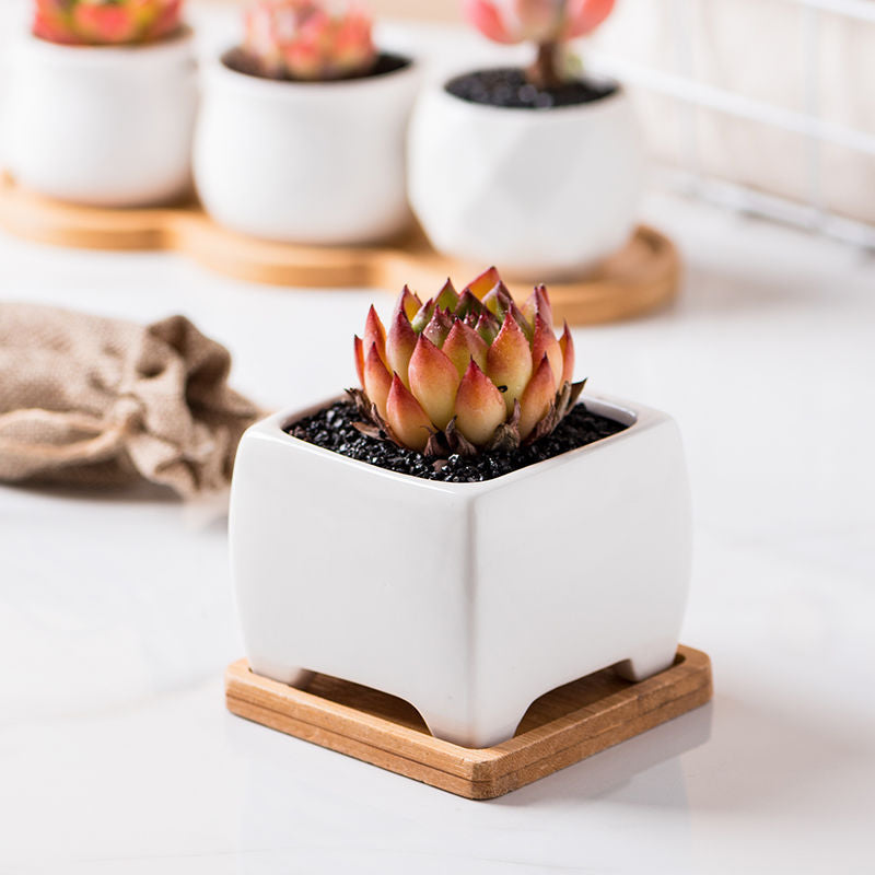 Minimalist White Plant Pot