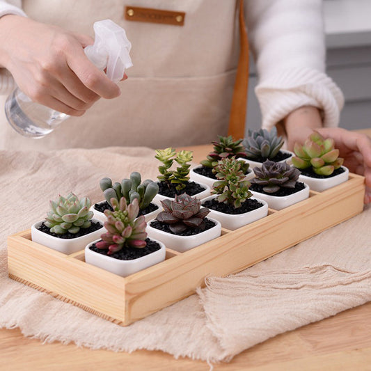 Modern Succulent Planter Box